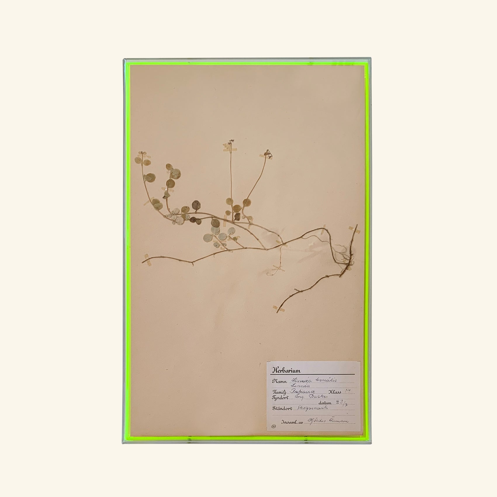 Neon Herbarium