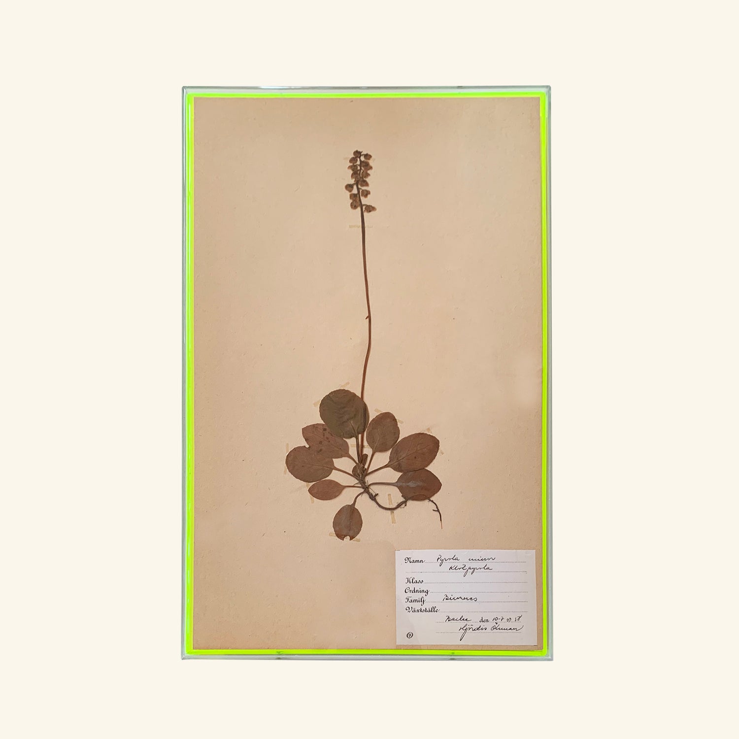 Neon Herbarium