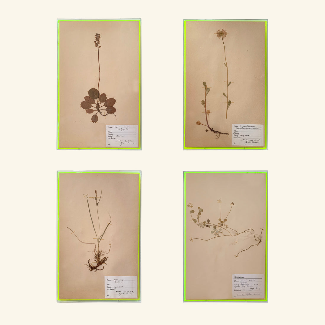 Neon Herbarium