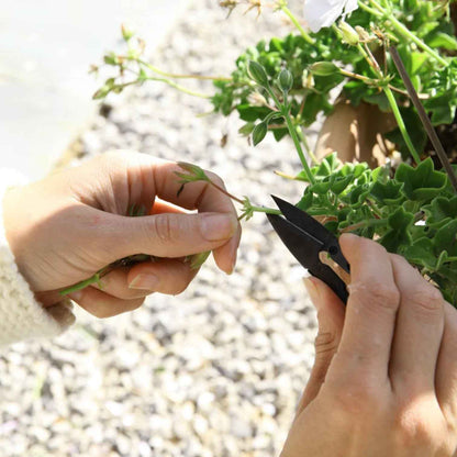 Pruning Snips Norfolk Natural Living